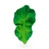 Jouet à Mordiller Feuille De Chou Kendall